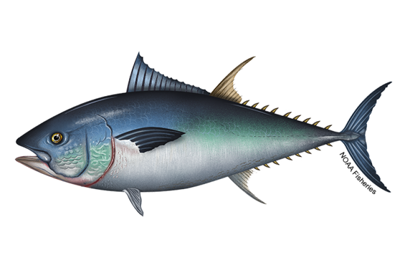 640x427-Tuna-Bluefin-NOAAFisheries.png