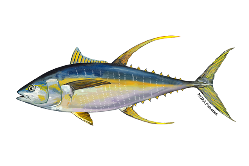 640x427-Tuna-Yellowfin-NOAAFisheries.png