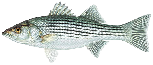 bass striped